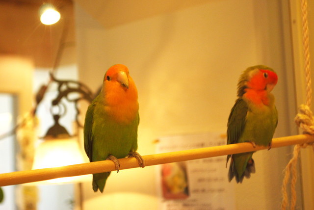 ことりカフェ/表参道店・ことりたち