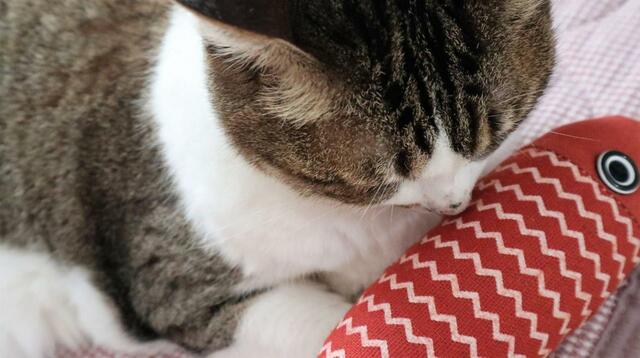 【SHEIN マタタビ入り魚のおもちゃ】お腹の部分をスンスン