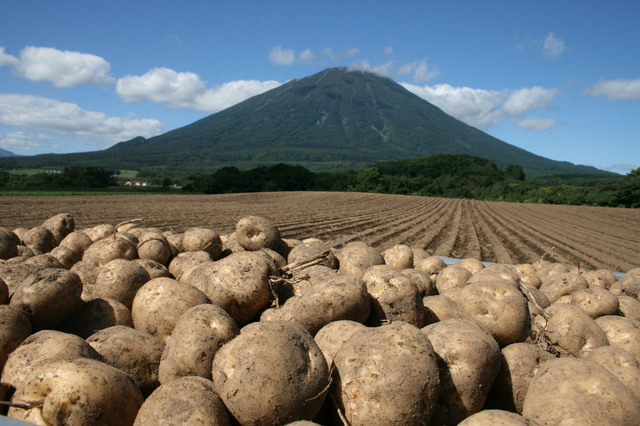 羊蹄山とジャガイモ
