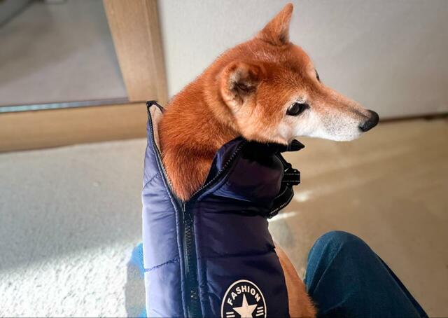 【IGUGHI ふわふわ ダウンベスト風ジャケット 犬用】前足を通したら、背中のファスナーを上げるだけで着用完了！