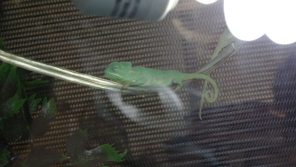 「東京レプタイルズワールド2014」に集まった動物たち