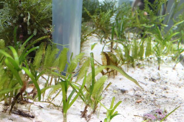 カムフラージュする魚がみつかるかな？　