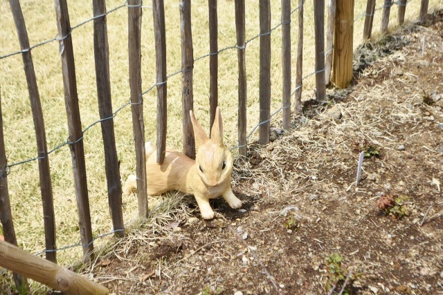 逃げだすピーター？