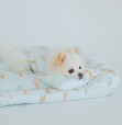 【GELATO PIQUE CAT＆DOG（ジェラート ピケ キャットアンドドッグ）】冷感素材のウェアやベッドがラインアップ