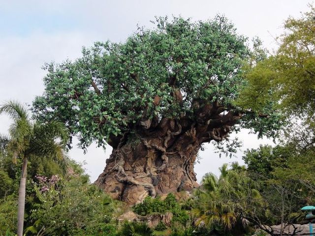 ディズニー・アニマルキングダム