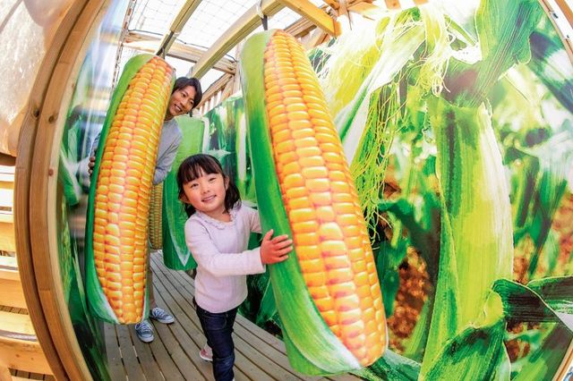 大人の身長と変わらないほど、大きなトウモロコシ｜鈴鹿サーキット