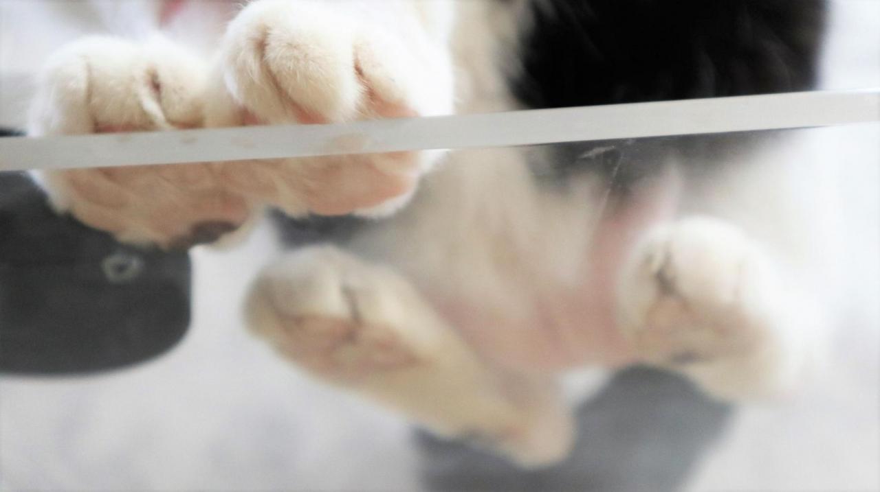 可愛さ爆発】ネコ専用ベルを置いたら…反応がヤバすぎて笑顔が止まら