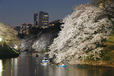 千代田のさくらまつり（東京／九段下）