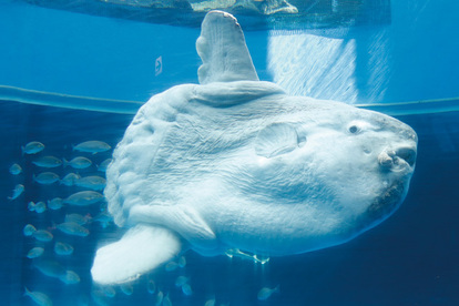 水族館 あのチン種もランクイン 水族館ぴあ 読者が選んだ 人気いきもの ベスト10図鑑 1 4 ハピママ