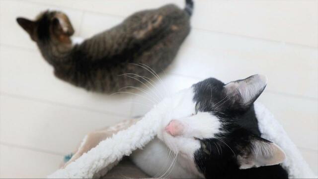 【ニトリ ペットが入れるひざ掛け】ペットを入れて歩けるブランケット