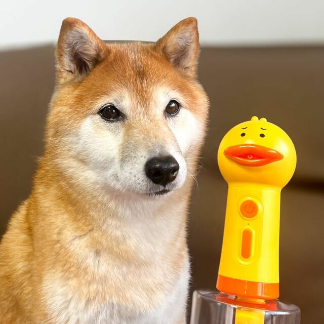 【自動発泡犬用ソープディスペンサ】不思議そうな顔でディスペンサーを見る愛犬「新しいおもちゃかな？」