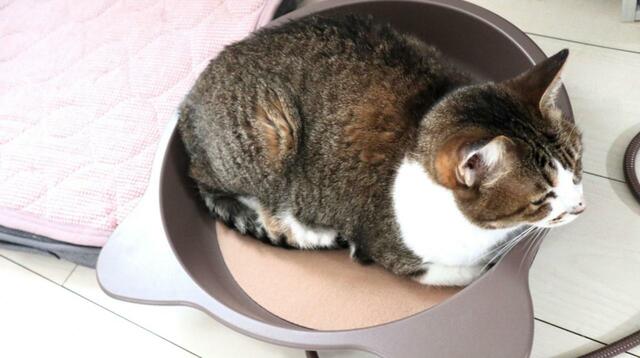 【NYANTA CLUB 遠赤外線ホッとヒーター 猫鍋】飼い主ガン無視の心地よさ　