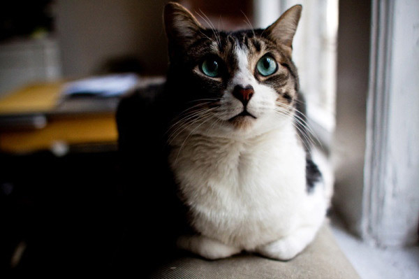 猫】ハート柄の“お鼻”にキュン! ちょっと珍しい毛色・模様の猫を集めて