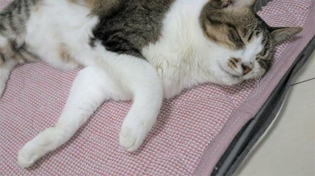 【ニトリ ペット用クッション】出ました！　待望の「ころん」