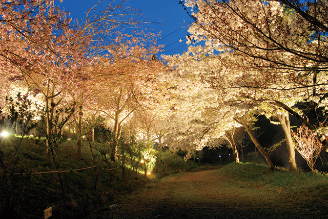 長瀞の通り抜けの桜（埼玉／長瀞）