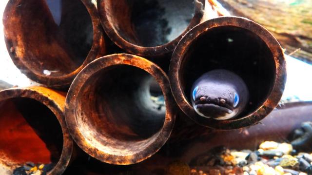 山紫水明エリア ニホンウナギ