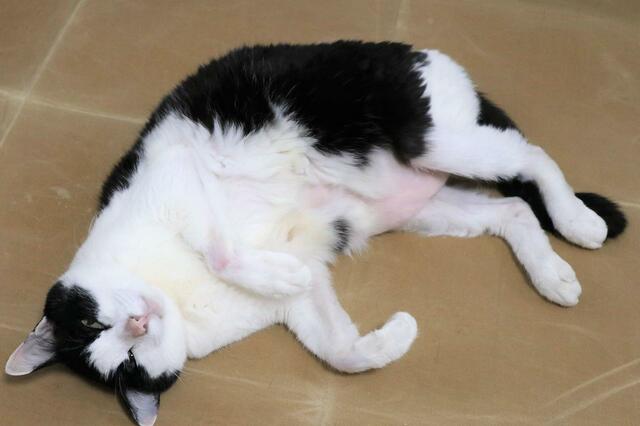 【ワールドライド百貨店 オリジナルペットクッション】ピンク色のお腹が出ているのも捨てがたい