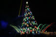 カラー・オブ・クリスマス　鮮やかなツリー