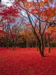 北の丸公園　東京大回廊写真コンテスト入賞作品「赤い絨毯」神永知行氏