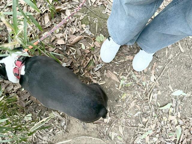 【ニューバランス CT30】愛犬の散歩中も、土の上を気兼ねなく歩けるようになったのは大きな変化でした！