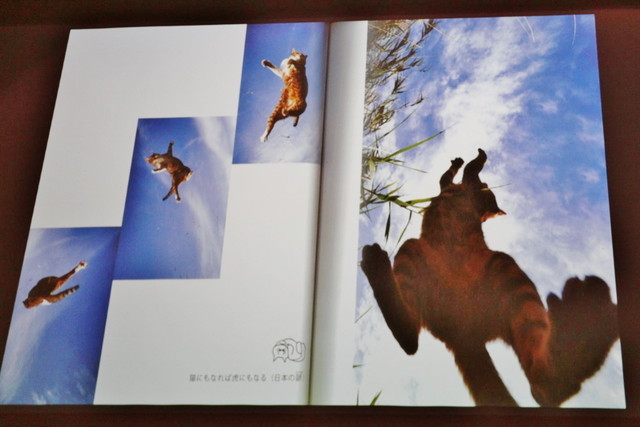 猫本ベスト10　新しい猫写真のジャンル。人が猫を投げているように見えますが、長い猫じゃらしを使って、猫みずからに飛んでもらい撮影しているそう。