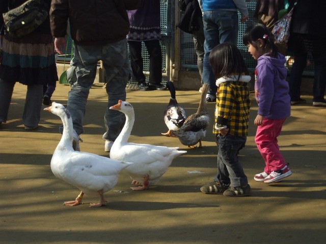さいたま市大崎公園子供動物園の「どうぶつひろば」