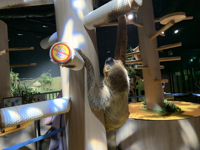 ナマケモノは思っていた以上によく動いていた