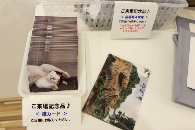 豪華な猫写真４枚組。そして猫カードまで。