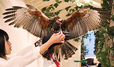 ふわふわフクロウのお庭～Owl’s Garden～／気に入ったフクロウやタカを腕に乗せて間近で触れあえる。