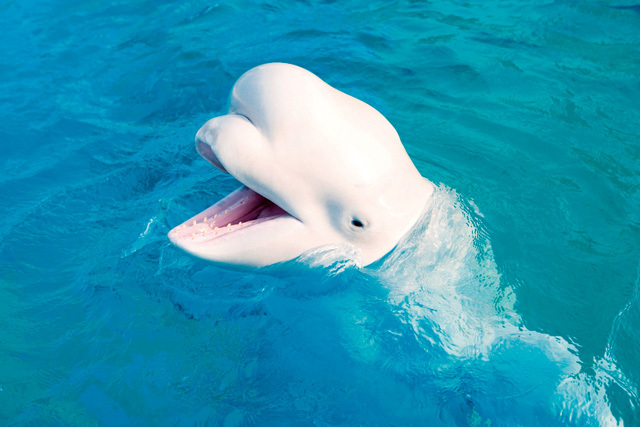 ・クジラ目イッカク科《シロイルカ》主に北極及び北極圏の海域<br/> [解説] 英名は「ベルーガ」で、体長は3～5m。生まれた直後は全身灰色だが、成長とともに脱皮を繰り返し、オスは9歳、メスは7歳で真っ白になる。他のイルカとは異なり7つある頸椎が互いに固定されていないため、頭部を上下左右に動かすことができる。寒さに耐えるため、体には分厚い脂肪層があり、体重比の体脂肪率は50%以上にもなる。 写真提供：横浜・八景島シーパラダイス
