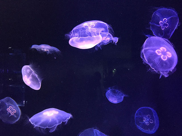 美しい! 「蜷川実花×クラゲ」の超幻想世界