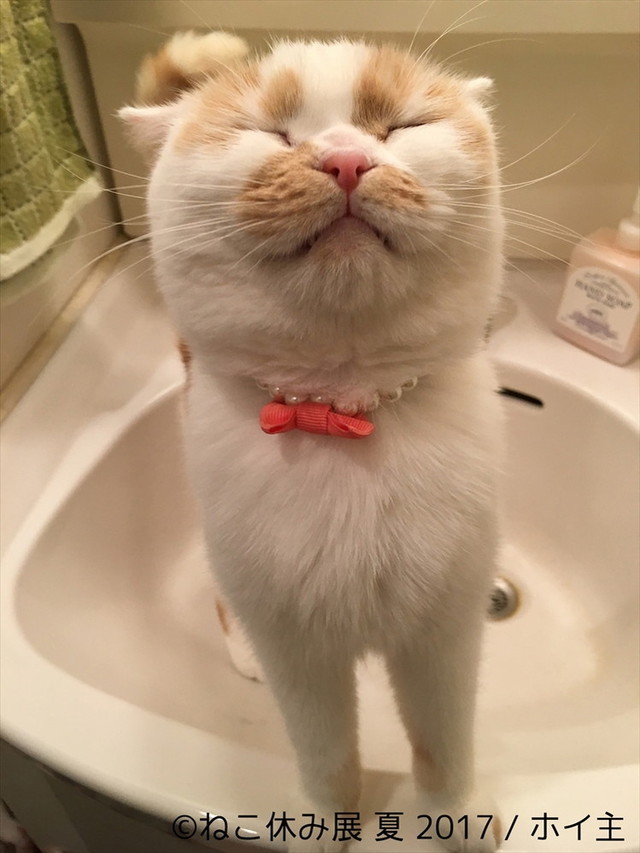 ねこ休み展 夏 2017