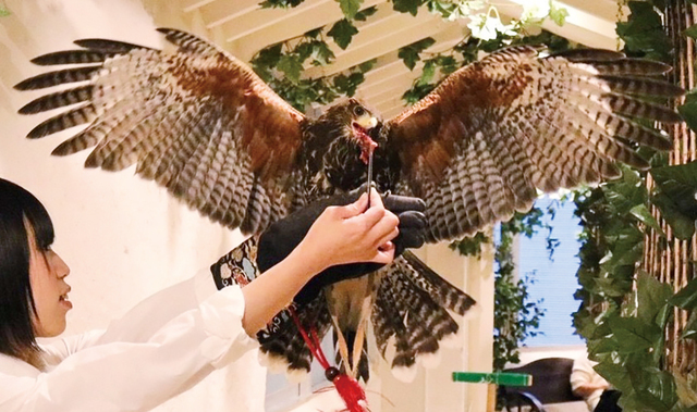 ふわふわフクロウのお庭～Owl’s Garden～／気に入ったフクロウやタカを腕に乗せて間近で触れあえる。