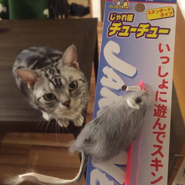 りょこさん家のパズー君／お気に入りは、ネズミのオモチャ