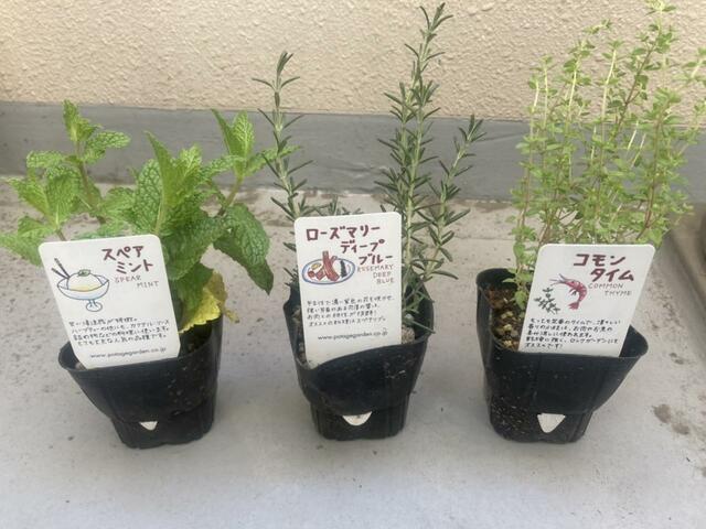 【カインズ　ハーブ 定番3点セット】ミント、ローズマリー、タイムのセット