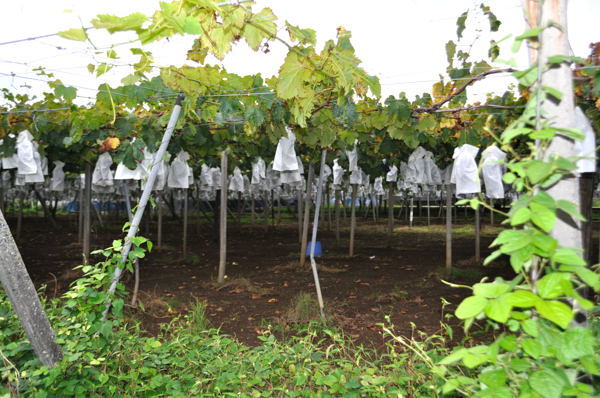 日本ではブドウ棚栽培が主流