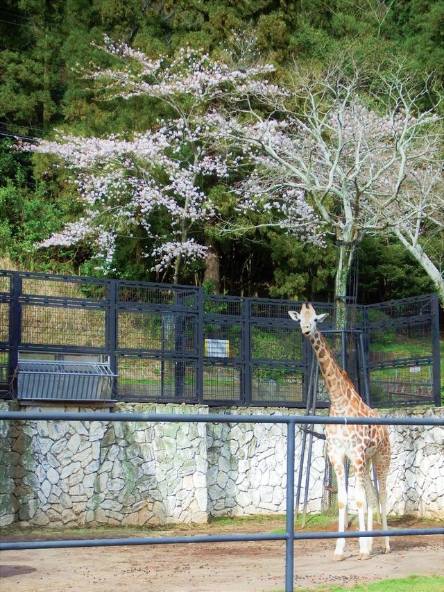 静岡市立日本平動物園
