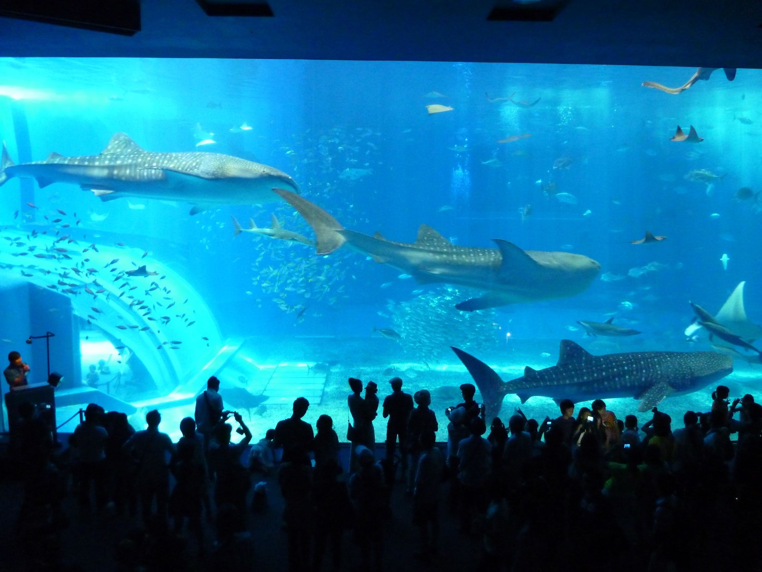 沖縄美ら海水族館』のオリジナル文房具人気ランキング5（2/3