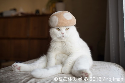 猫】35万人超が癒された♪「ねこ休み展 冬 2018」過去最大規模で開催