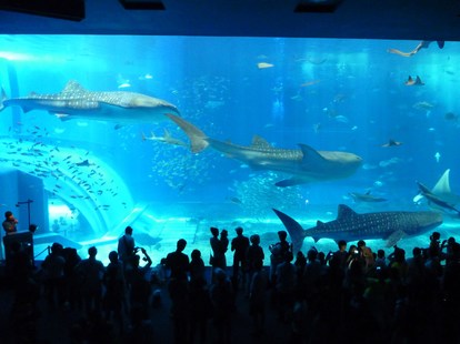 沖縄美ら海水族館 のオリジナル文房具人気ランキング5 1 3 ウレぴあ総研