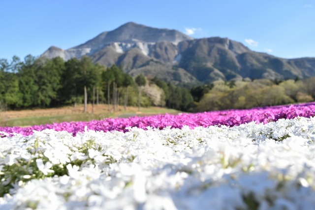 武甲山と芝桜