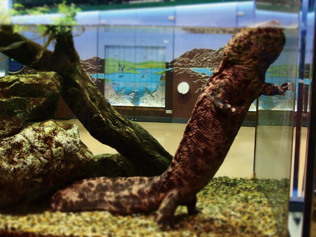 水族館ニューヒーロー／オオサンショウウオ（両生綱有尾目オオサンショウウオ科）