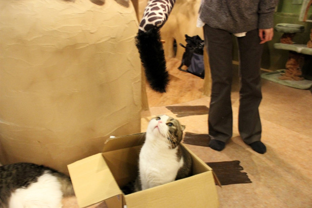 可愛くてキュンキュンする「吉祥寺ねこ祭り」の猫たち