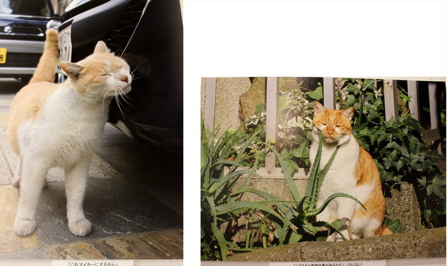 思わずクスッと笑ってしまう一言コメント　左）「これマイカーにするから」　右）「こうすると美顔効果があるかも」 (ないない)　　（kiyochan）