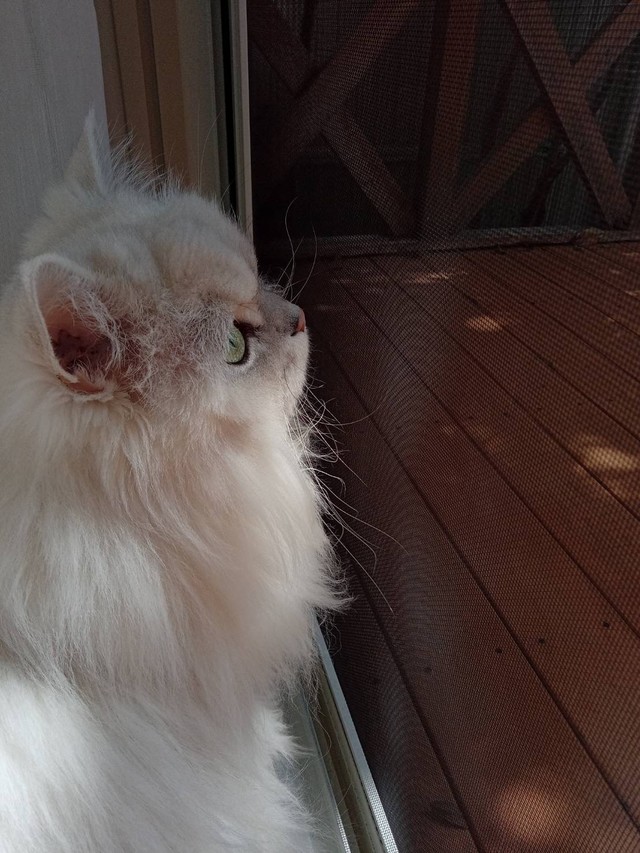 浜崎さんの愛猫・リュヌ