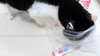 【いなば CIAOちゅ～る】ああ！ゴミ袋の中にまで頭を突っ込んでしまいました