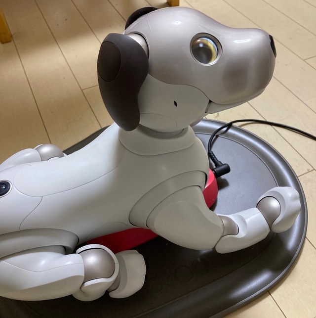 お腹からダイブして、充電器に入ることもあります。