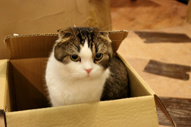 可愛くてキュンキュンする「吉祥寺ねこ祭り」の猫たち