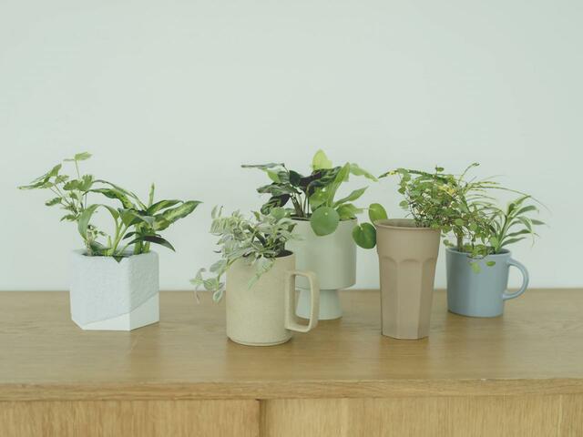 色々な種類の＆Green