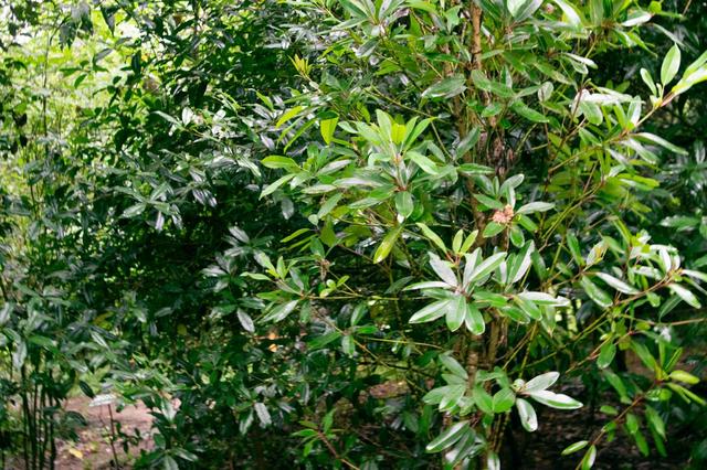 この写真の中にポケモンが隠れています